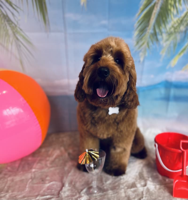 A freshly groomed brown cockapoo sitting in front of the salon's painted beach backdrop with beach ball and bucket props