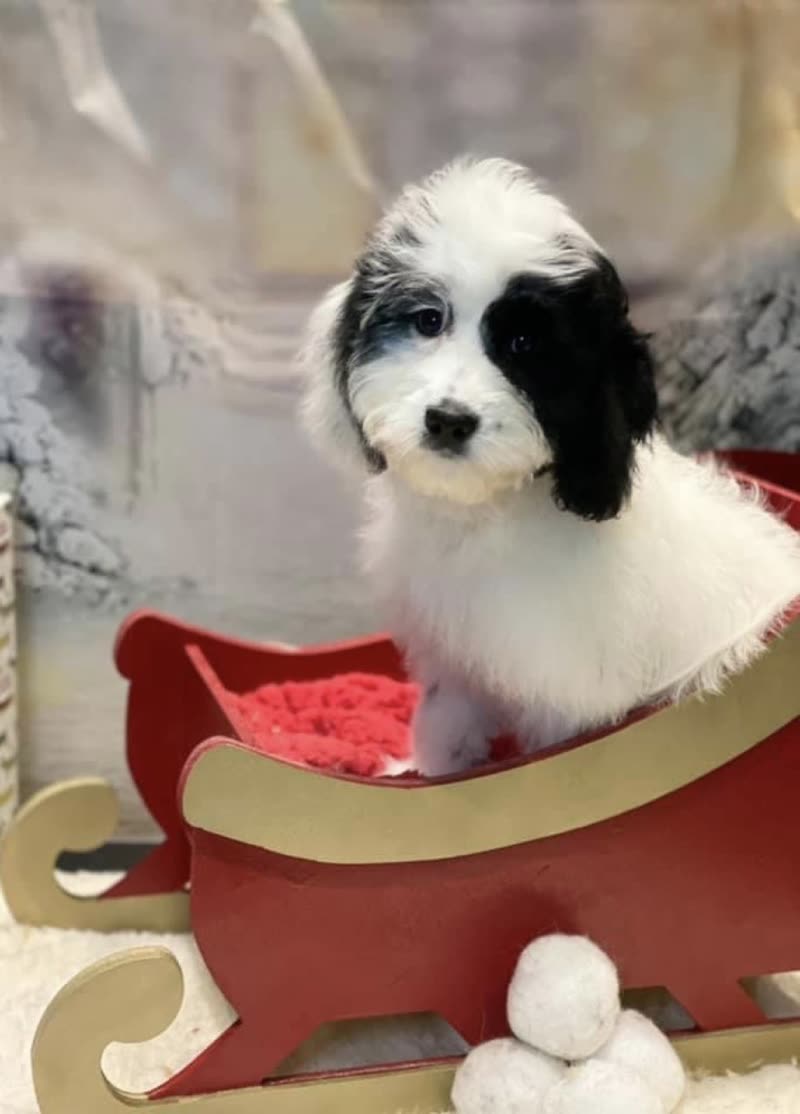 A black-and-white cockapoo sitting in a red and gold Christmas sleigh prop