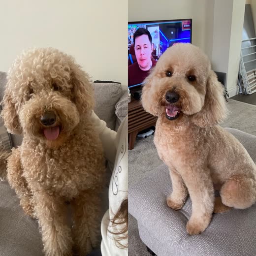 An apricot cockapoo shown shaggy before and freshly clipped after a full groom