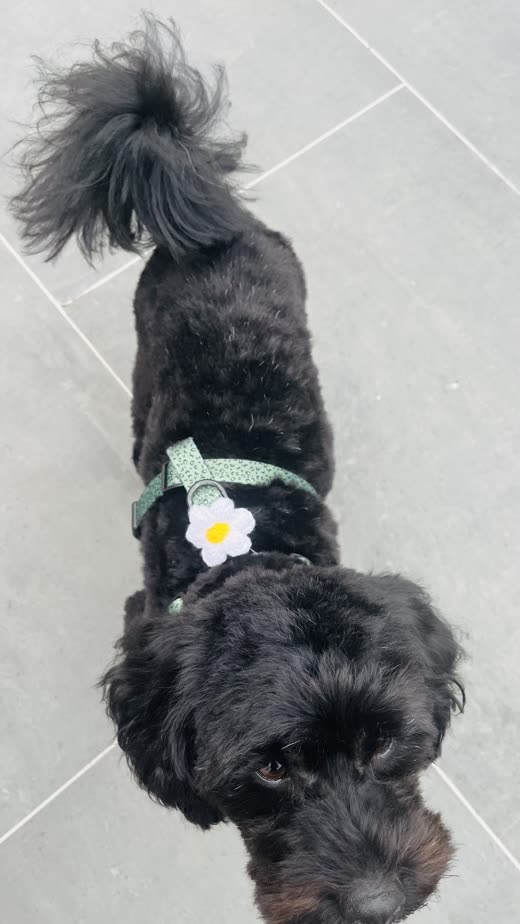 Overhead view of a black curly-coated dog's clipped body and topknot