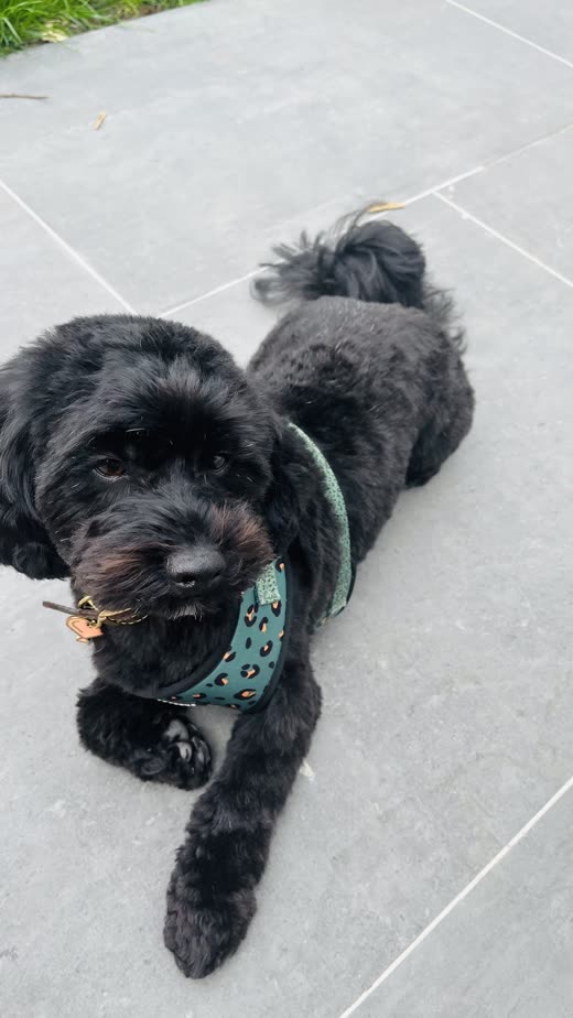 A black curly-coated dog in a green bandana after a trim