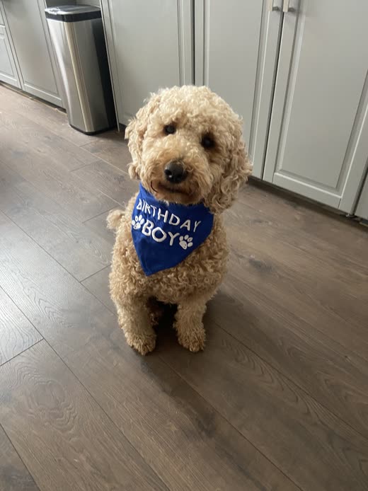 An apricot cockapoo standing on a kitchen floor in a bandana, cropped tight to the dog so the bandana lettering is out of frame