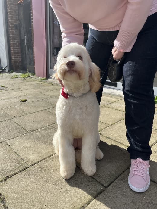 A cream cockapoo sitting on a patio after a groom, cropped tight to the dog